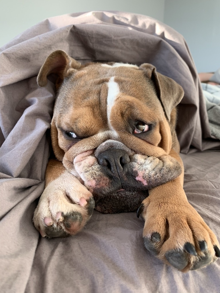 Our English bulldog burrowed in blankets, peeking out with one paw over her face