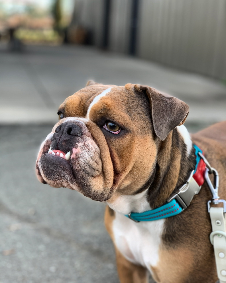Our English bulldog on a walk